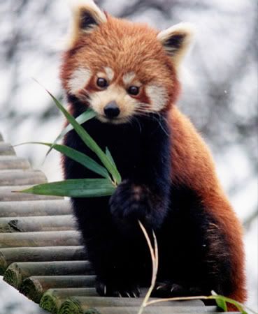 Kyuubified's Ramblings: Red Panda Face Painting